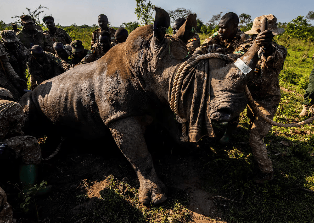 Rhinos reintroduced in Ugandan park after more than four decades.