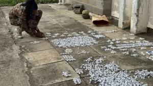 Chinese national charged for trying to smuggle 2,000 ants from Kenya.