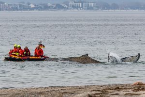 Rescures attempt to free a whale washed up on the beach on the Baltic coast near Timmendorfer Strand, Germany.