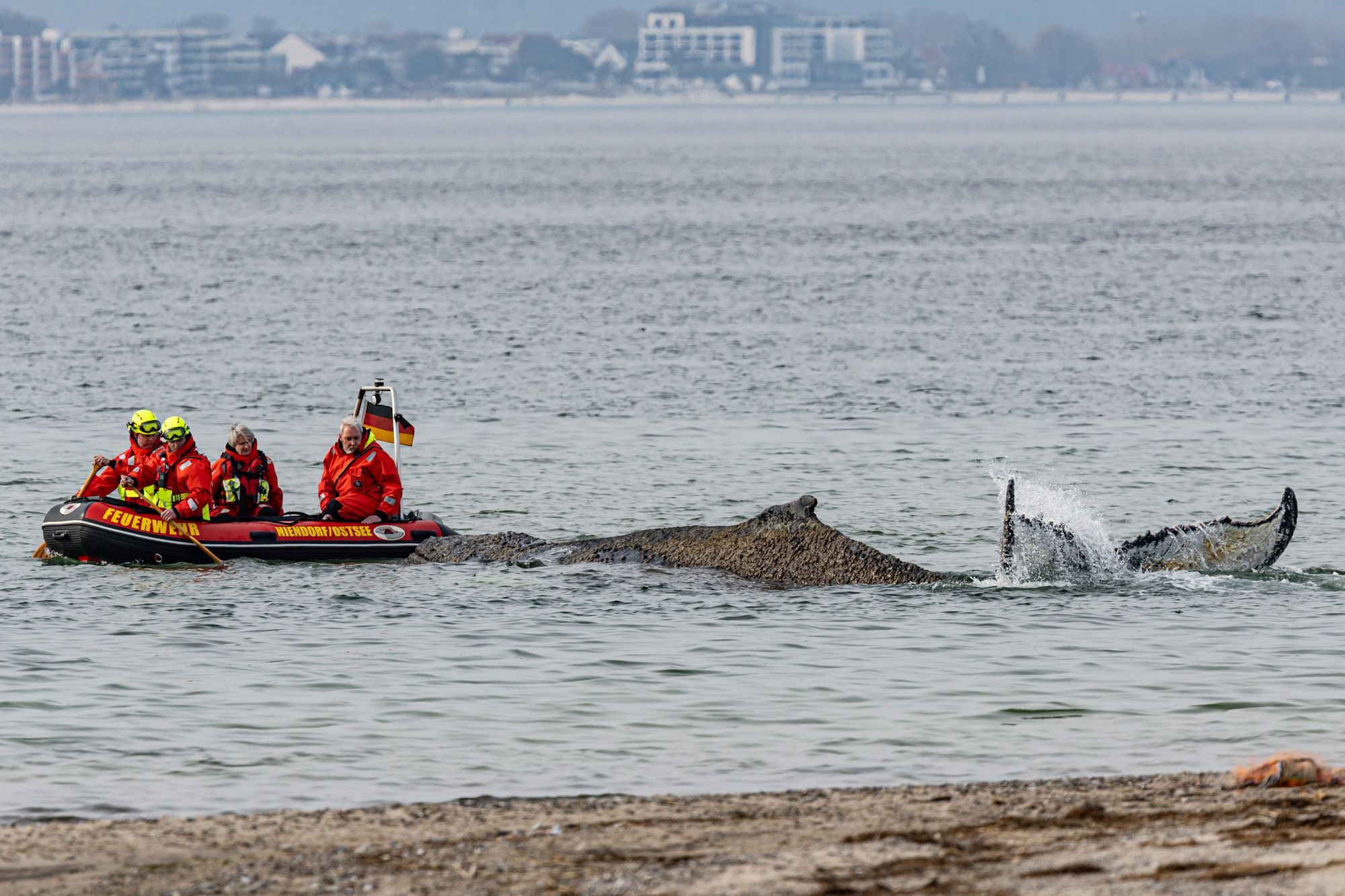 Rescures attempt to free a whale washed up on the beach on the Baltic coast near Timmendorfer Strand, Germany.