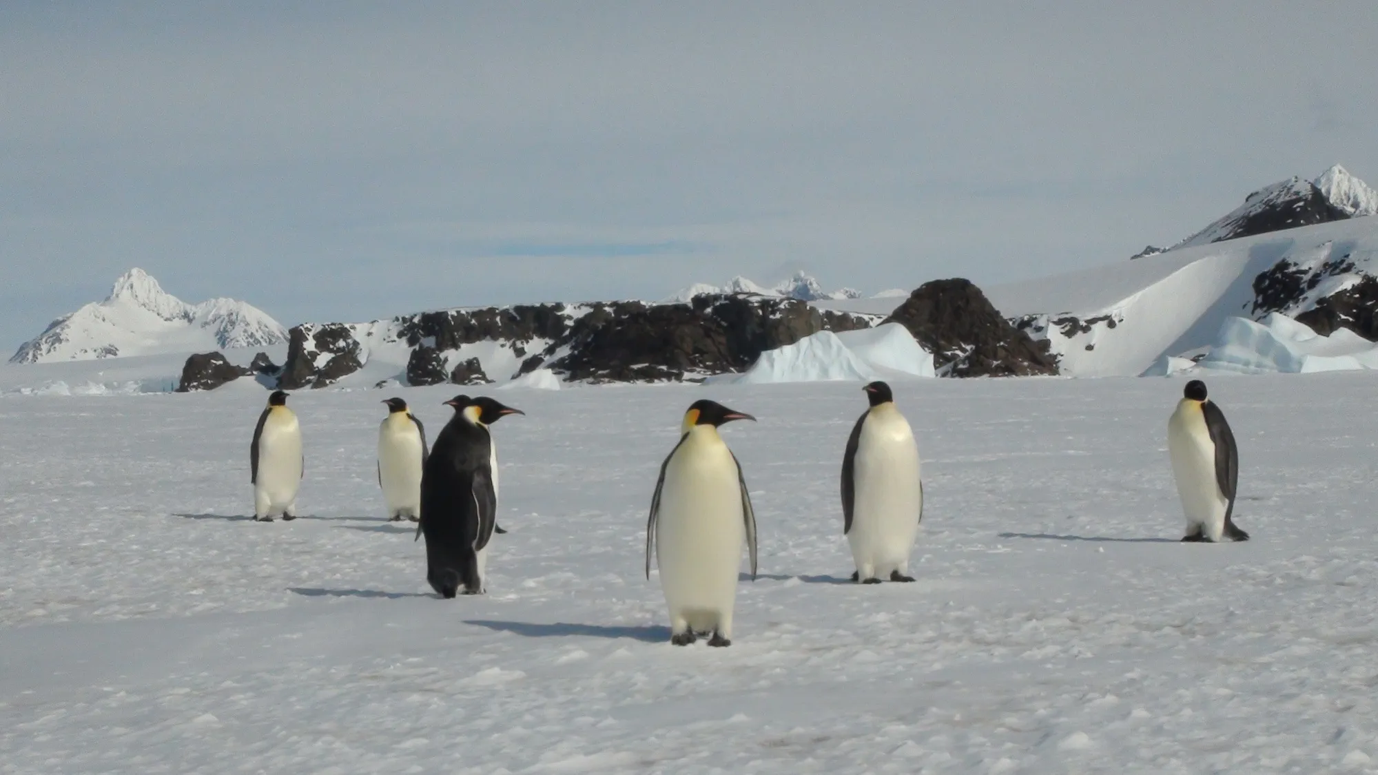 Emperor penguins listed as ‘endangered’.