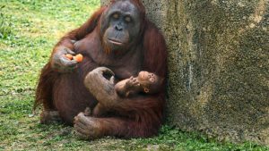 Critically endangered orangutan born at Madrid zoo.
