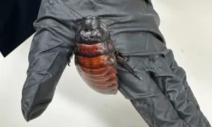 Giant hissing cockroaches among $200,000 worth of illegal insects seized in Australia.