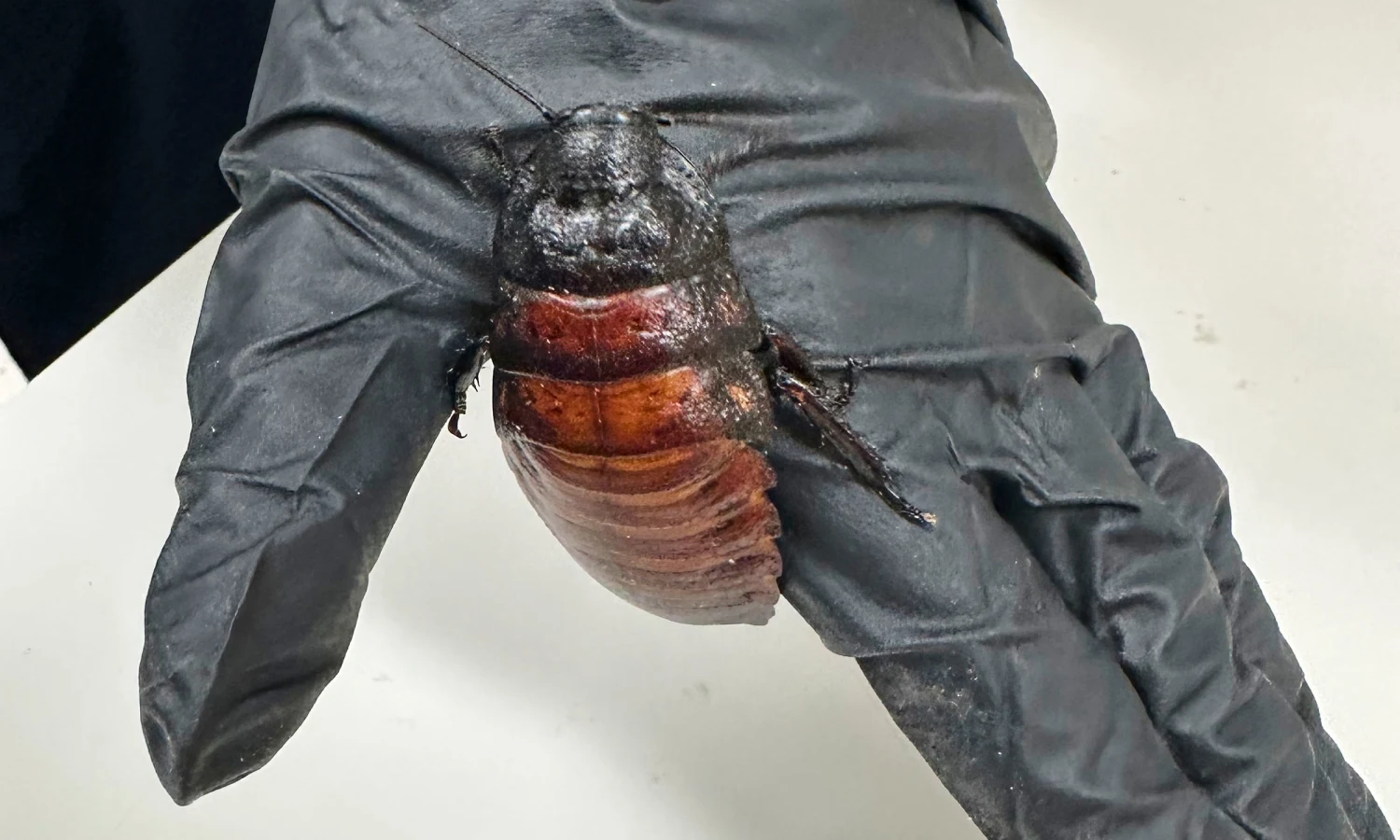 Giant hissing cockroaches among $200,000 worth of illegal insects seized in Australia.