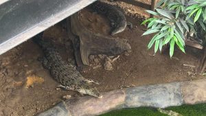 The zoo houses crocodiles at its site near Huntingdon.