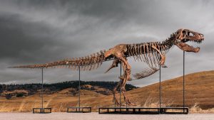 Tyrannosaurus rex most expensive dinosaur ever sold.