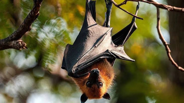 Canadian boy, 11, dies of rabies after waking to bat on his face.