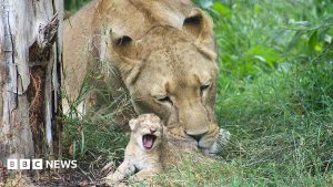 Simon Couchman The lions are currently classified as vulnerable in the wild.