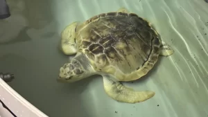 Rhossi the sea turtle has to travel thousands of miles by plane to get home.