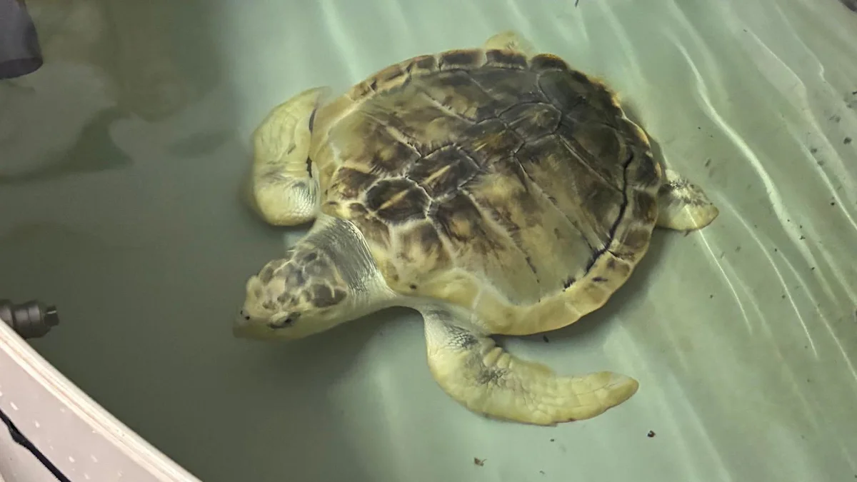 Rhossi the sea turtle has to travel thousands of miles by plane to get home.